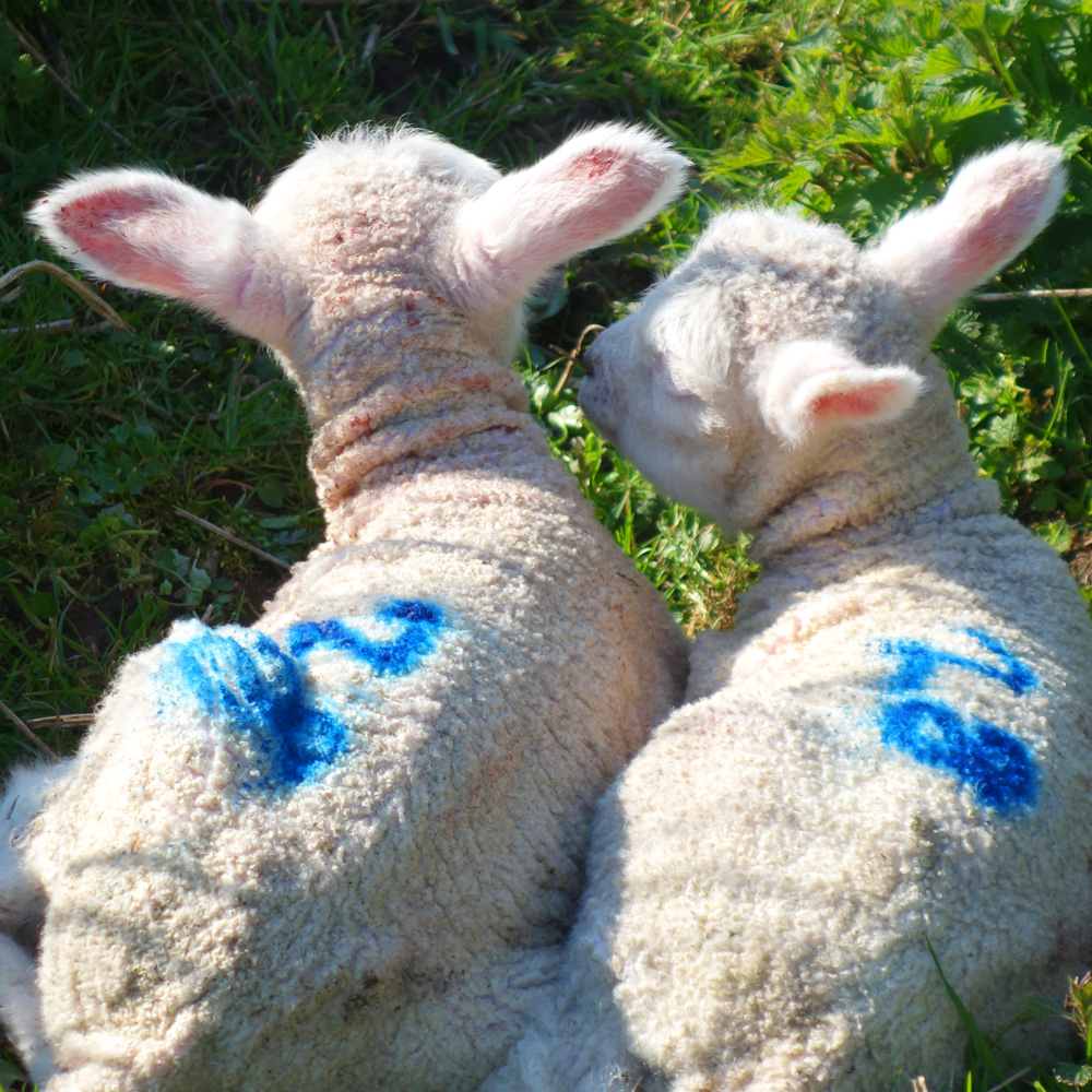 2 little lambs number 28 in the orchard