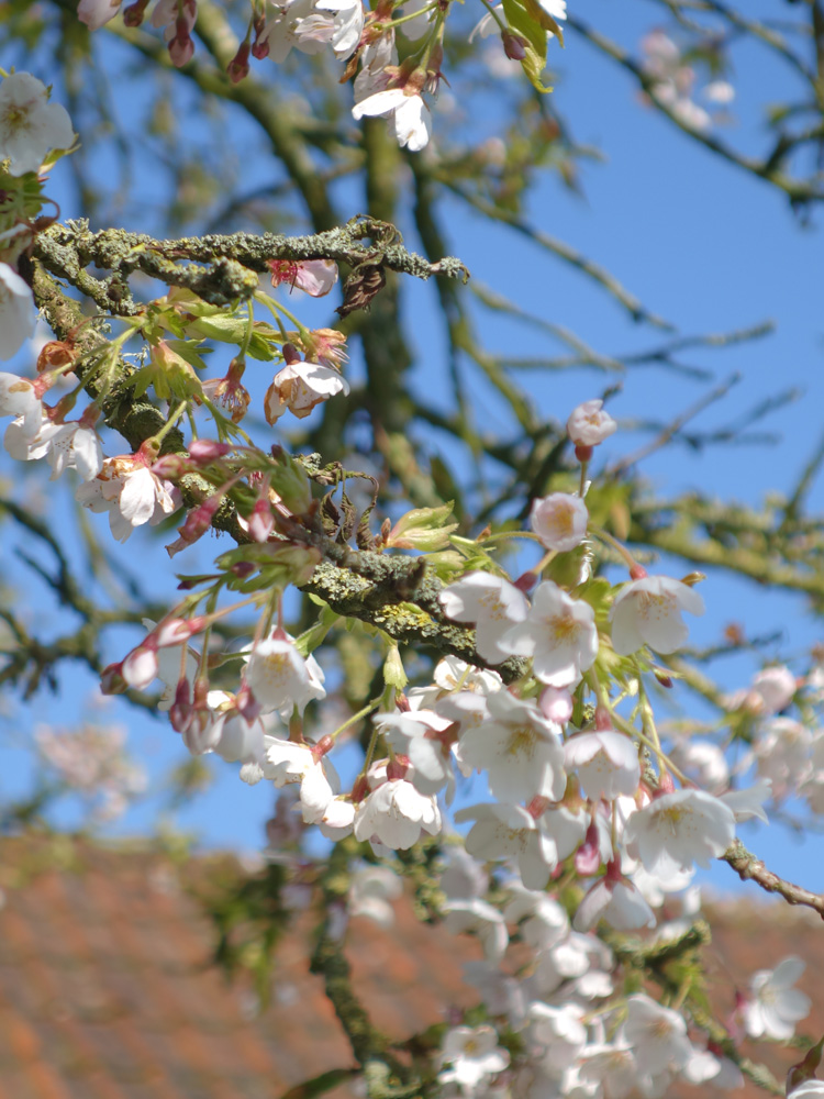 apple blossom in the orchard