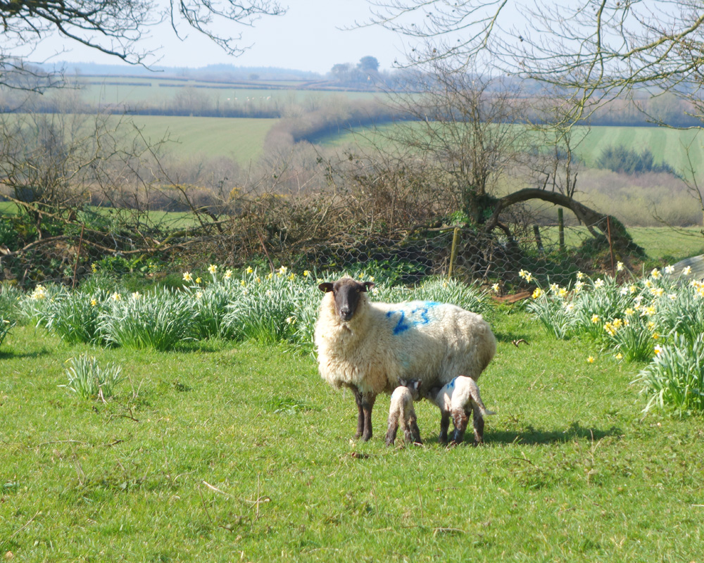 ewe number 23 with two lambs in the orchard