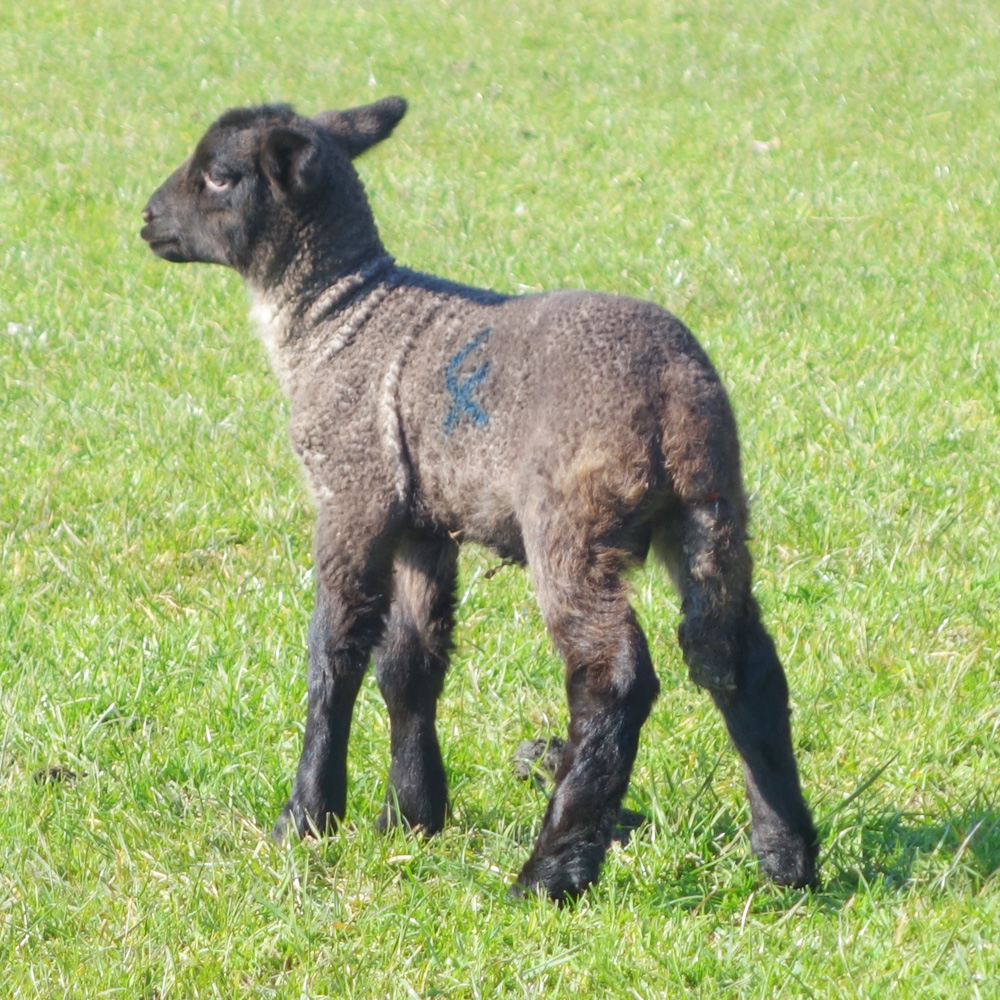lamb number 4 in the orchard