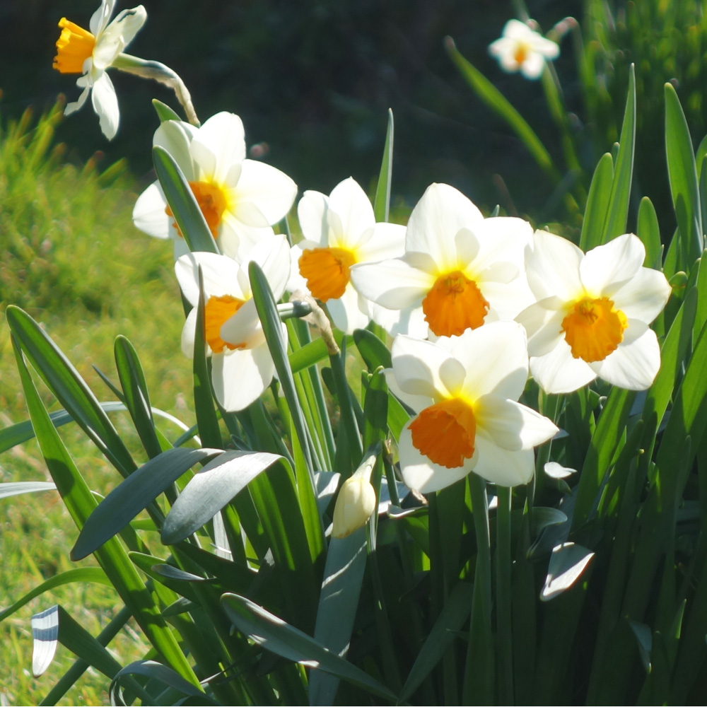 narcissi in the orchard