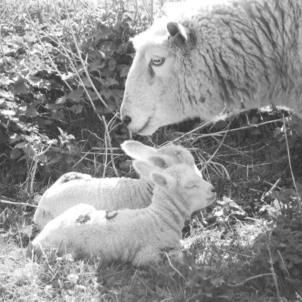two snoozing lambs with their mother in the orchard