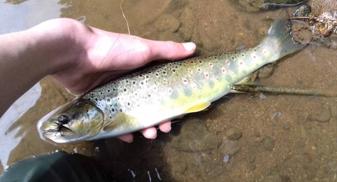 brown trout in the River Taw