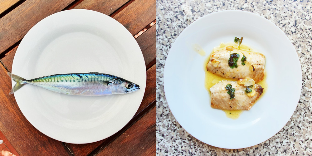 mackerel