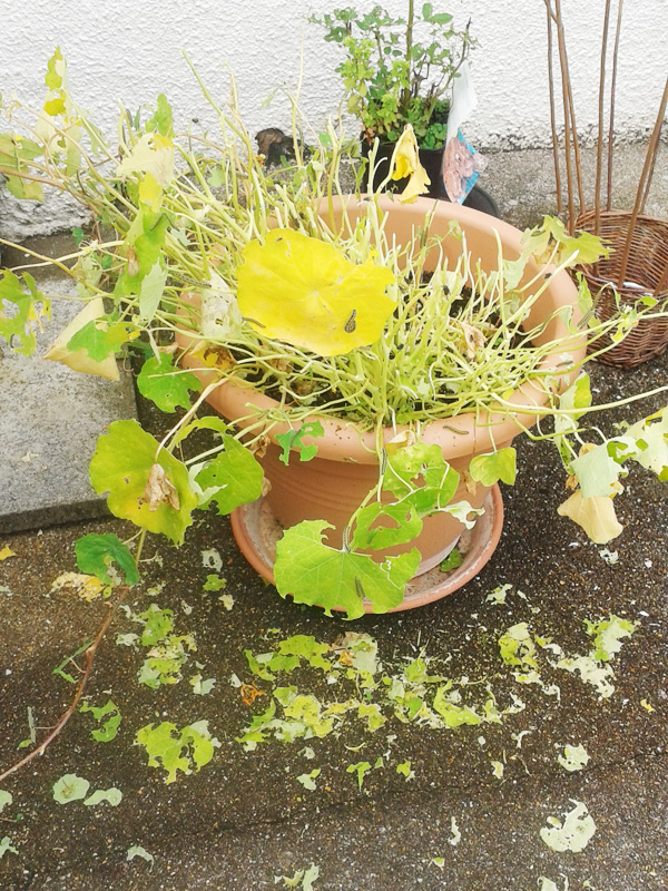 nasturtium armageddon