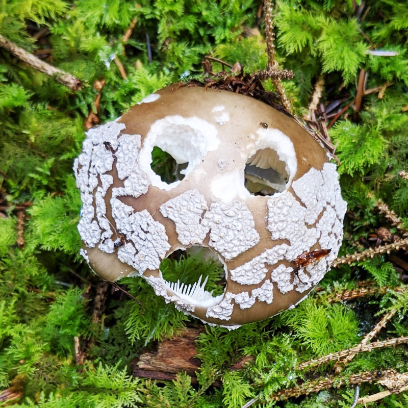 comedy toadstool