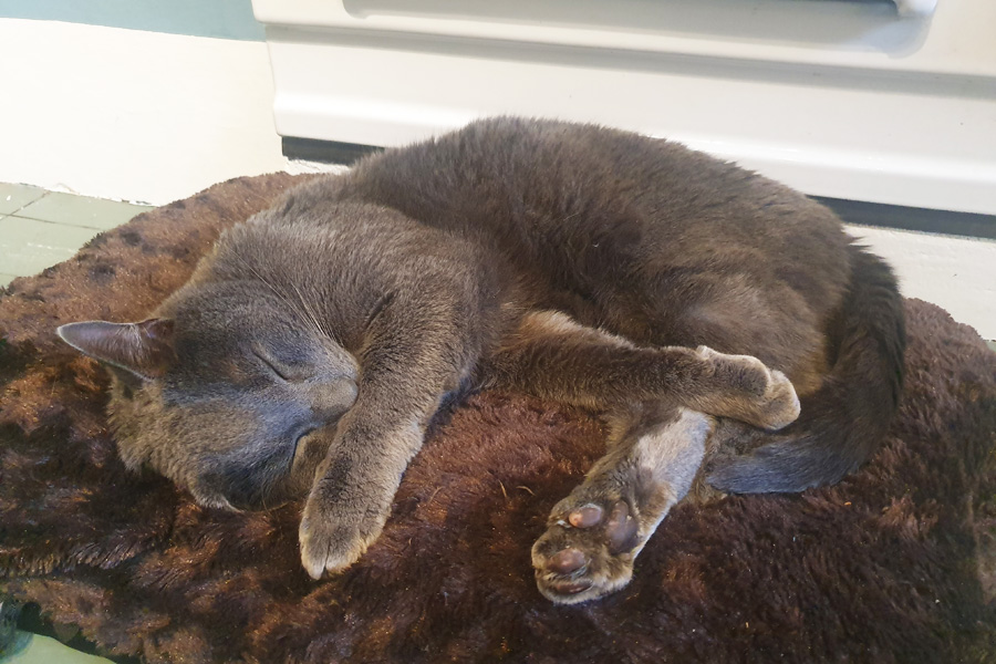 grey cat asleep by the aga