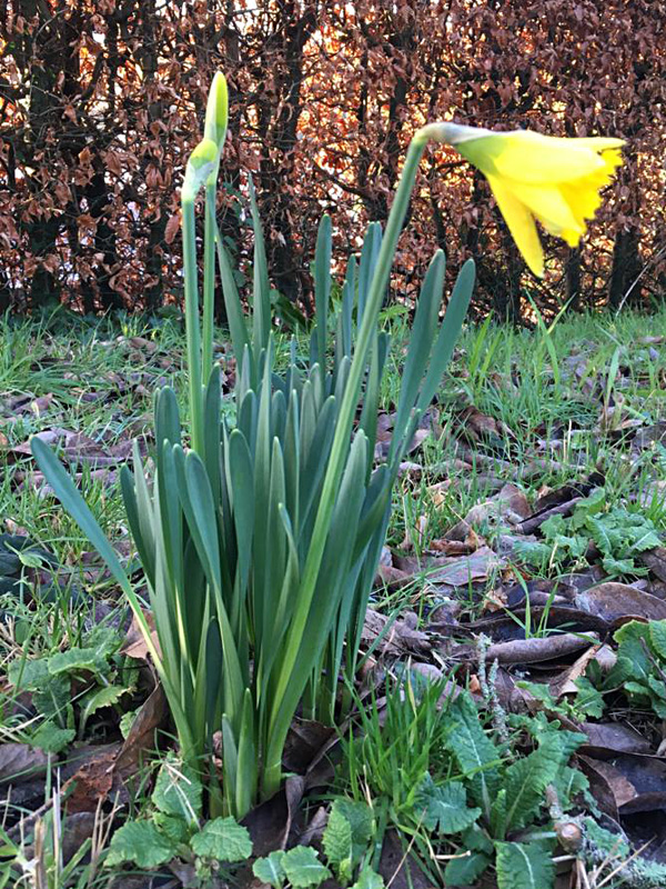 first daffodil of 2021