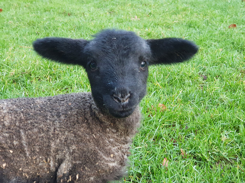 First lamb of 2021
