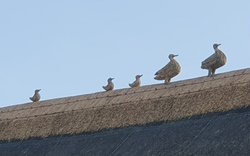 thatched ducks in a row