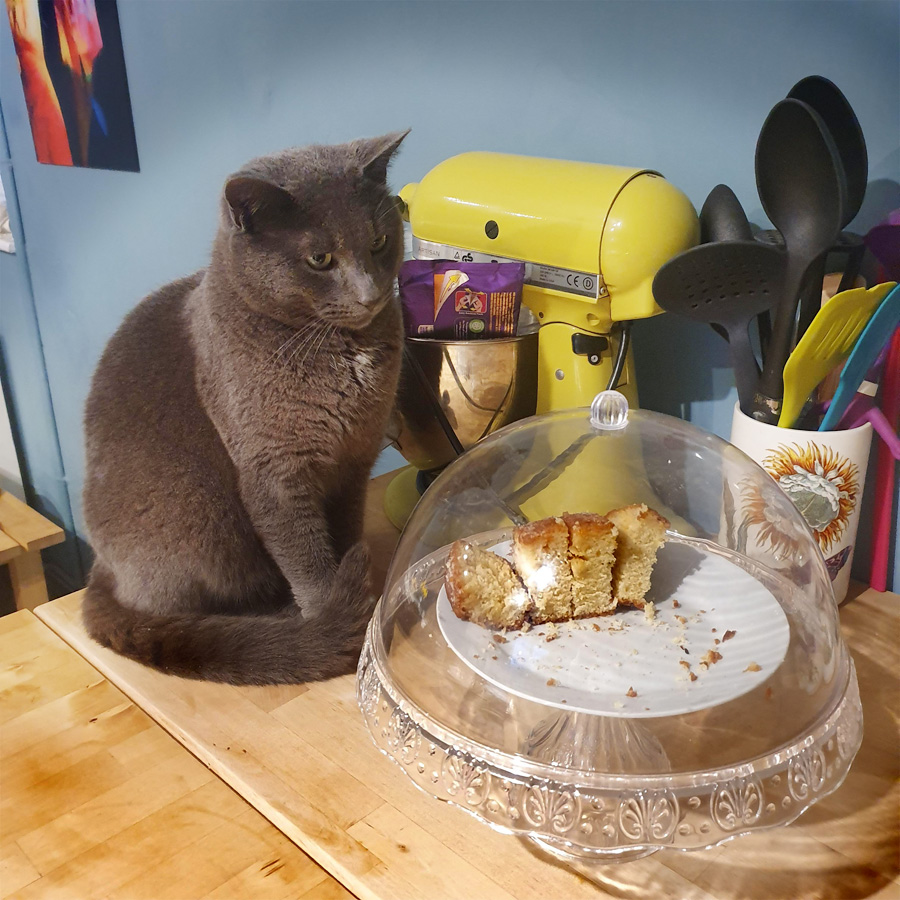 Bear with cake