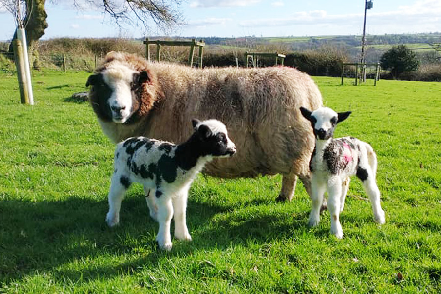 Vickies sheep