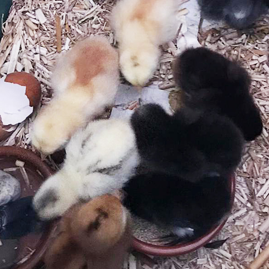 chicks